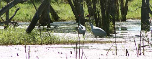 Groper Creek Caravn Park, Home Hill Qld