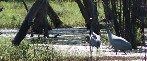 Groper Creek Caravn Park, Home Hill Qld