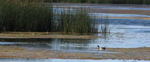 Groper Creek Caravn Park, Home Hill Qld