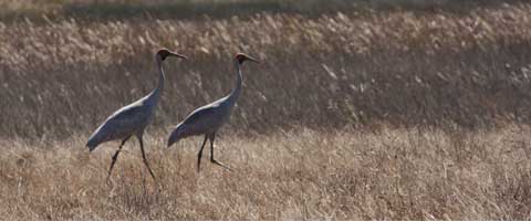 Groper Creek Caravn Park, Home Hill Qld